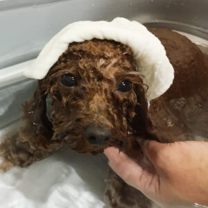 お風呂トイプー