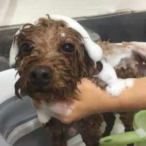 シャンプートイプー