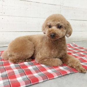 仕上がりトイプー