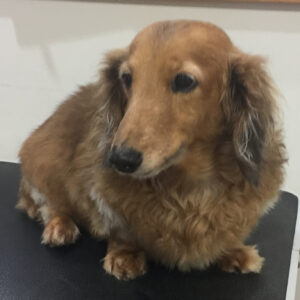 よろしくダックス