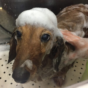 シャンプーダックス