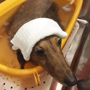 お風呂ダックス