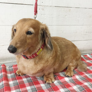 仕上がりダックス