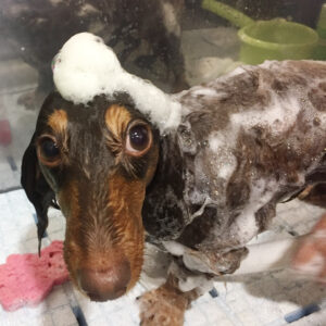 シャンプーダックス