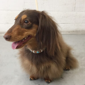 仕上がりダックス