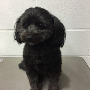 よろしくミックス