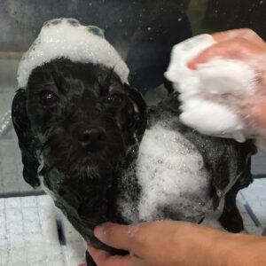 シャンプーミックス