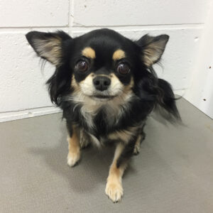 よろしくチワワ