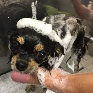 シャンプーチワワ