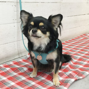 仕上がりチワワ