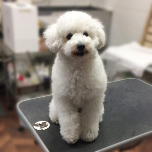 よろしくトイプー