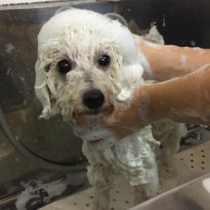 シャンプートイプー