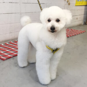 仕上がりトイプー