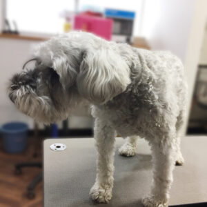 よろしくMシュナ