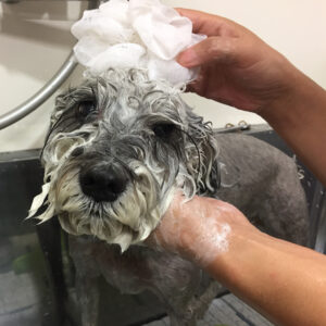 シャンプーMシュナ