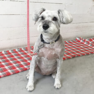 仕上がりMシュナ