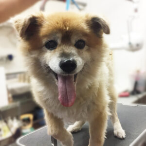 よろしくミックス