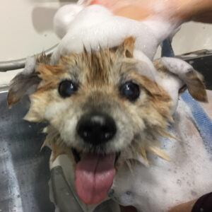 シャンプーミックス