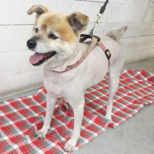 仕上がりミックス