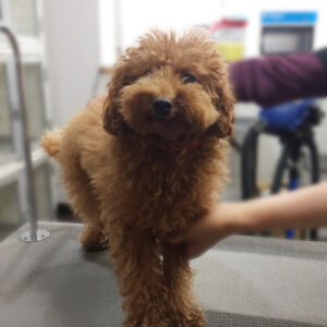 よろしくトイプー