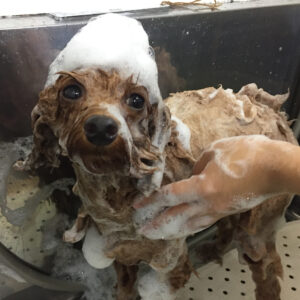 シャンプートイプー