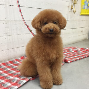 仕上がりトイプー