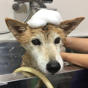 シャンプーミックス