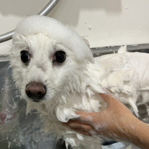 シャンプースピッツ