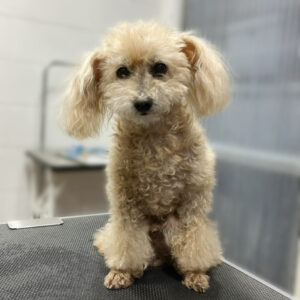 よろしくトイプー