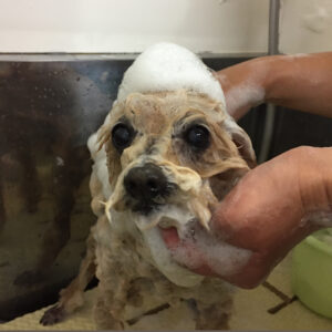 シャンプートイプー