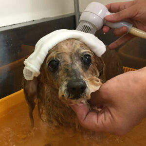 お風呂トイプー