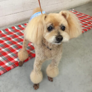 仕上がりトイプー