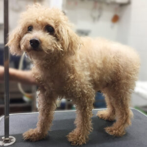 よろしくトイプー