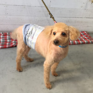 仕上がりトイプー