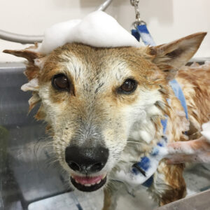 シャンプーしば