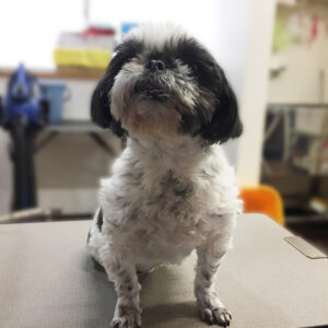 よろしくシーズー