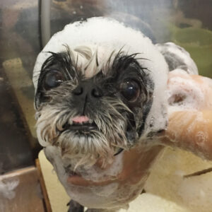 シャンプーシーズー