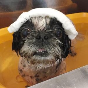 お風呂シーズー