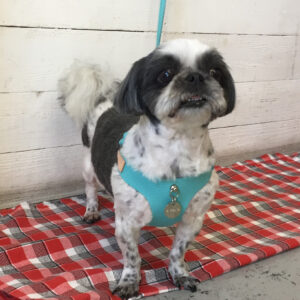 仕上がりシーズー