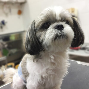 よろしくシーズー