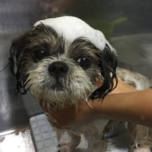 シャンプーシーズー