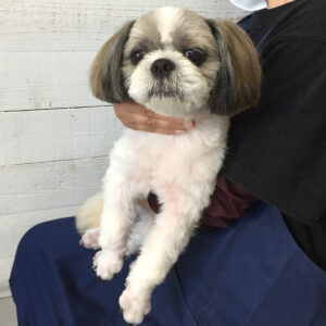 仕上がりシーズー