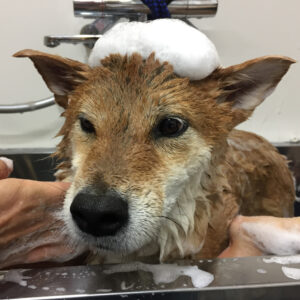 シャンプーしば