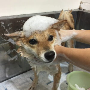 シャンプーしば