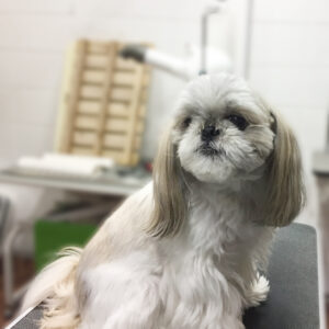 よろしくシーズー