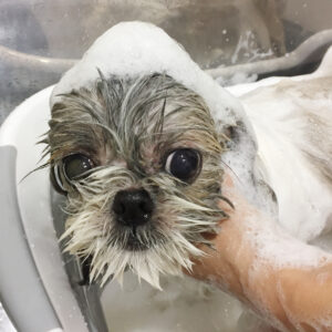 シャンプーシーズー