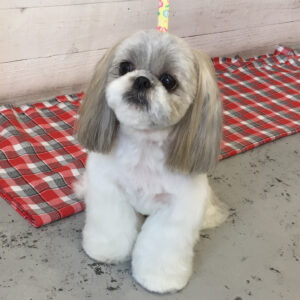 仕上がりシーズー