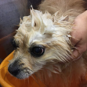 シャンプーポメ