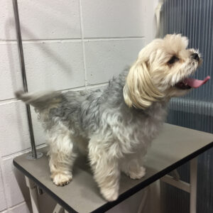 よろしくミックス