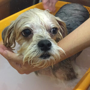 お風呂ミックス